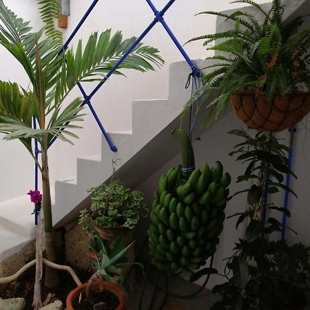 La Haciendita De La Casita Azul Puerto de la Cruz Kültér fotó