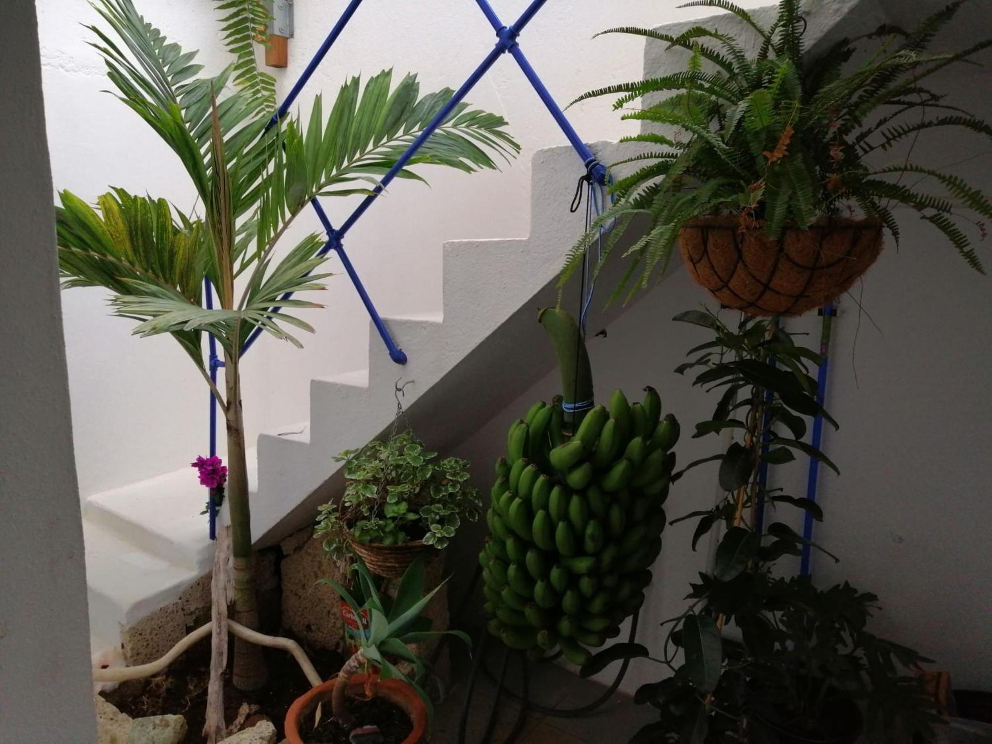 La Haciendita De La Casita Azul Puerto de la Cruz Kültér fotó
